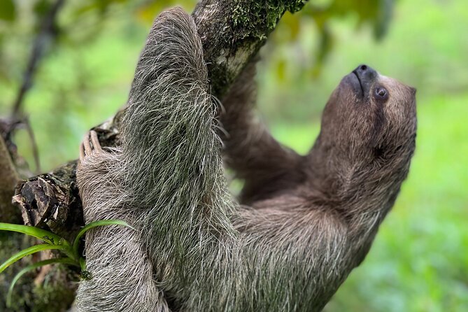 Rio Celeste Waterfall Plus Sloths and wildlife Sanctuary - A private hike gives you room to slow down