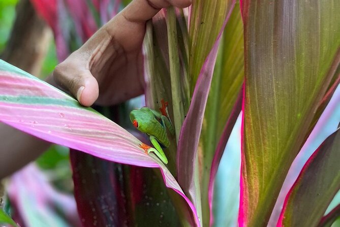 Rio Celeste Waterfall Plus Sloths and wildlife Sanctuary - Doña Carmen adds a local meal and a small surprise