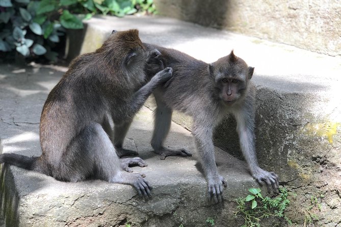 River Rafting Down the Ayung and Sacred Monkey Forest - What $186.64 buys you