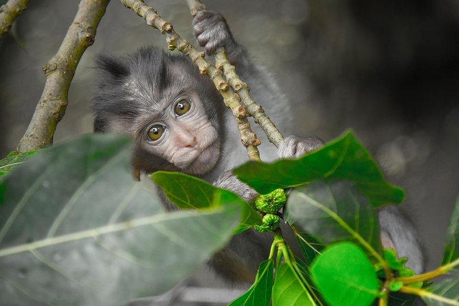 River Rafting Down the Ayung and Sacred Monkey Forest - Lunch gives the day a useful pause