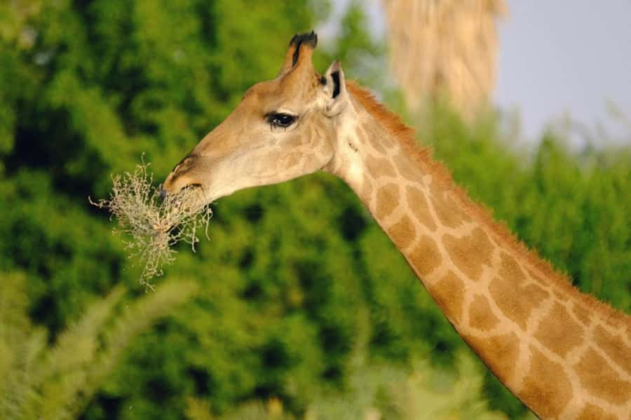 Riyadh: Open-Topped Vehicle Safari at Nofa Wildlife Park - A desert safari with a wildlife focus