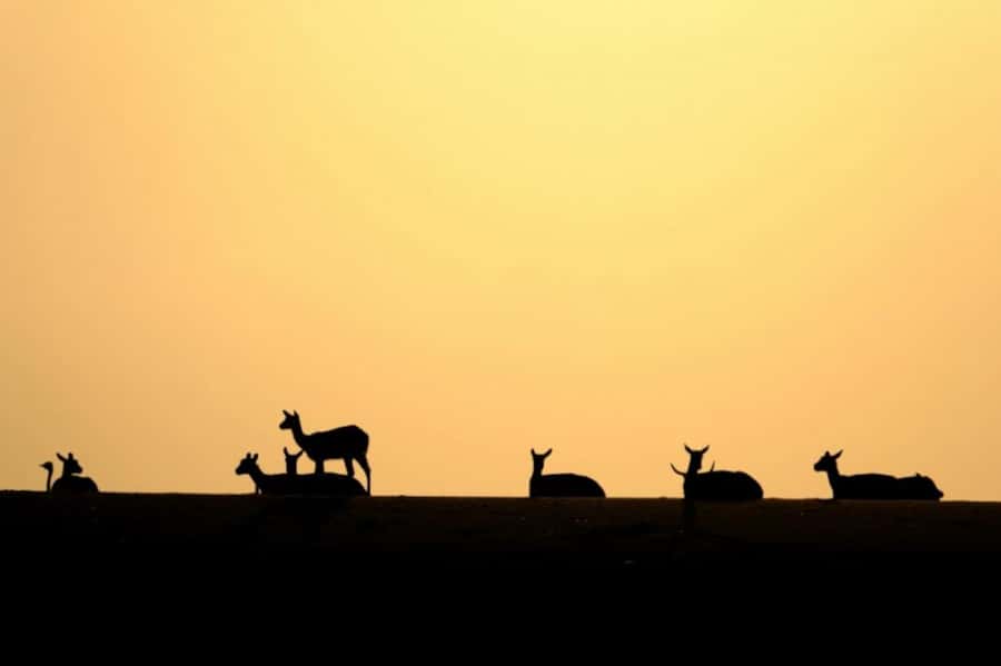 Riyadh: Open-Topped Vehicle Safari at Nofa Wildlife Park - What happens during the 90-minute ride
