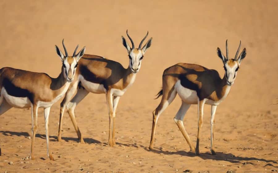Riyadh: Open-Topped Vehicle Safari at Nofa Wildlife Park - Why the open-topped vehicle matters