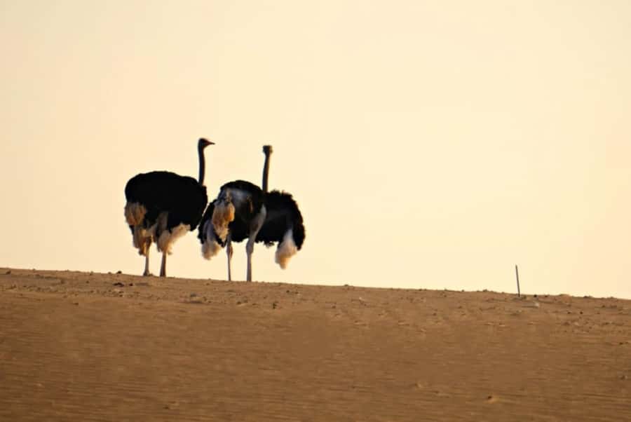 Riyadh: Open-Topped Vehicle Safari at Nofa Wildlife Park - Giraffe feeding and family appeal