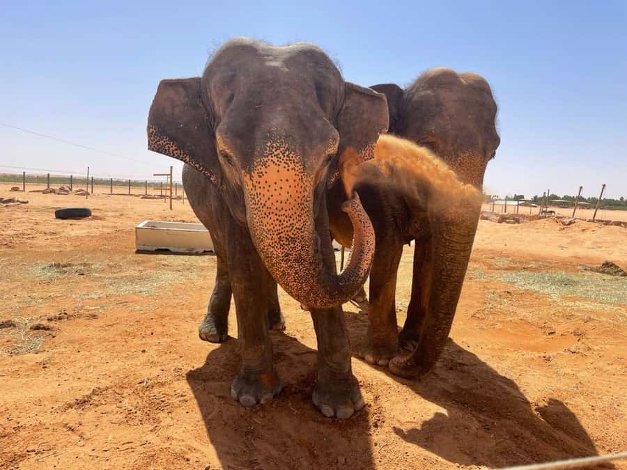 Riyadh: Open-Topped Vehicle Safari at Nofa Wildlife Park - Who should book this safari?