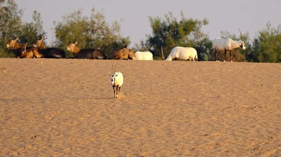 Riyadh: Open-Topped Vehicle Safari at Nofa Wildlife Park - Simple ways to get more from the ride