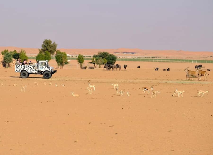 Riyadh: Open-Topped Vehicle Safari at Nofa Wildlife Park - Gazelles, giraffes, and predators