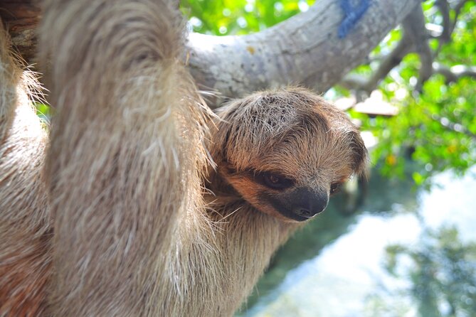 Roatan Monkey and Sloth Sanctuary and Beach Break - Two sides of Roatan in four hours