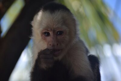 Roatan Monkey and Sloth Sanctuary and Beach Break