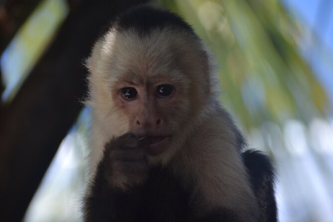 Roatan Monkey and Sloth Sanctuary and Beach Break - Leaving the port with a local driver