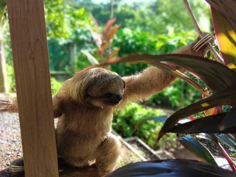 Roatán: Monkey and Sloth Sanctuary Tour - Finishing at the beach