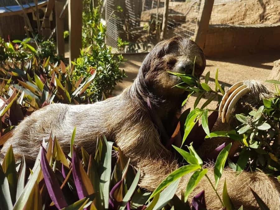 Roatán: Monkey and Sloth Sanctuary Tour - Should you book it?