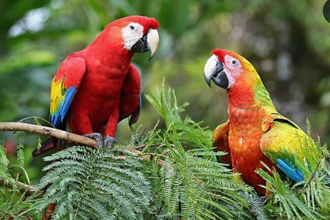 Roatán Private Snorkeling, Wildlife Park, and West Bay Beach - Key Points to Know Before You Go