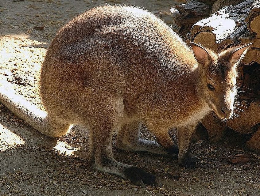 Rome: Bioparco di Roma Zoological Garden Entry Ticket - Why Bioparco makes a good Rome day out