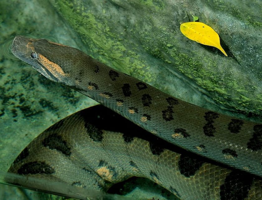 Rome: Bioparco di Roma Zoological Garden Entry Ticket - The Reptile House and indoor exhibits