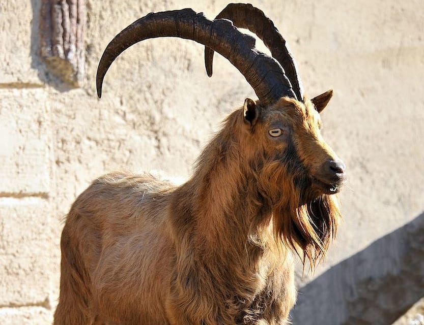 Rome: Bioparco di Roma Zoological Garden Entry Ticket - Food, shade, toilets, and family comfort