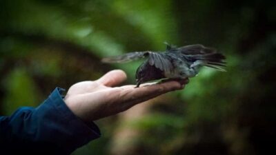 Rotorua: 6 Ziplines, Swing-Bridges & Wildlife Encounters