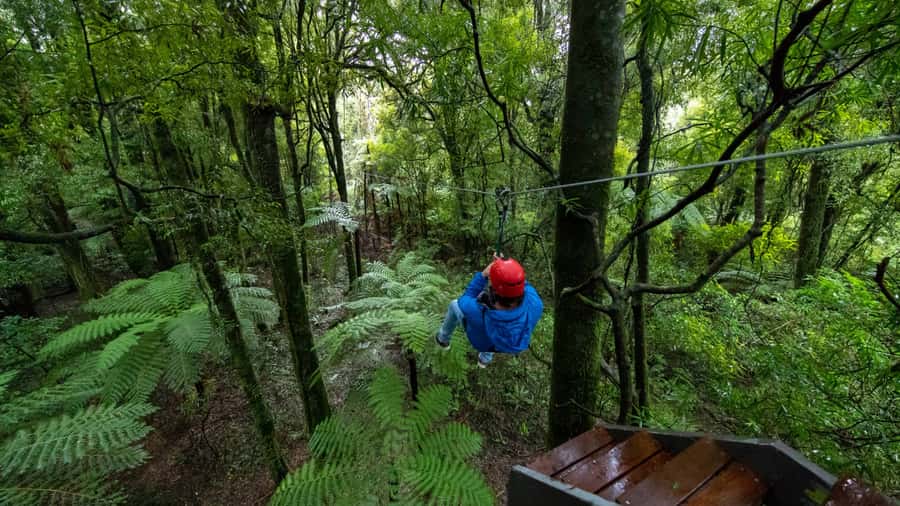 Rotorua: 6 Ziplines, Swing-Bridges & Wildlife Encounters - Native birds in the canopy
