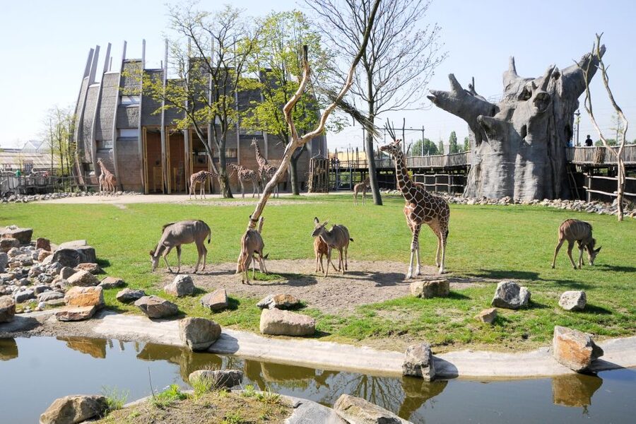 Rotterdam: Rotterdam Zoo Blijdorp Entry Ticket - Timing, Weather, and a Sensible Plan