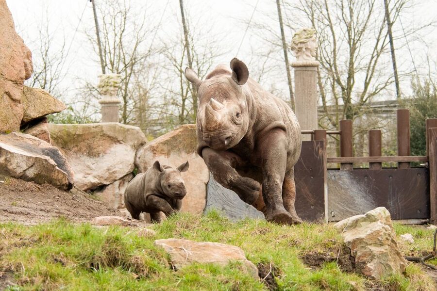 Rotterdam: Rotterdam Zoo Blijdorp Entry Ticket - Gorilla Island and the Animals You Might Miss