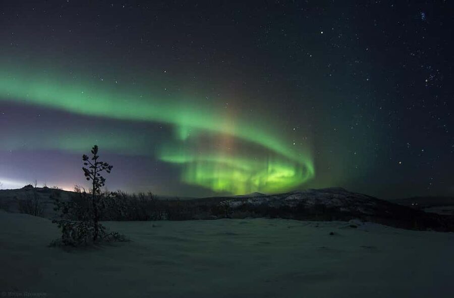 Rovaniemi: All-Inclusive Ranua Zoo Excursion & Aurora Dinner - Key Points to Know Before You Book
