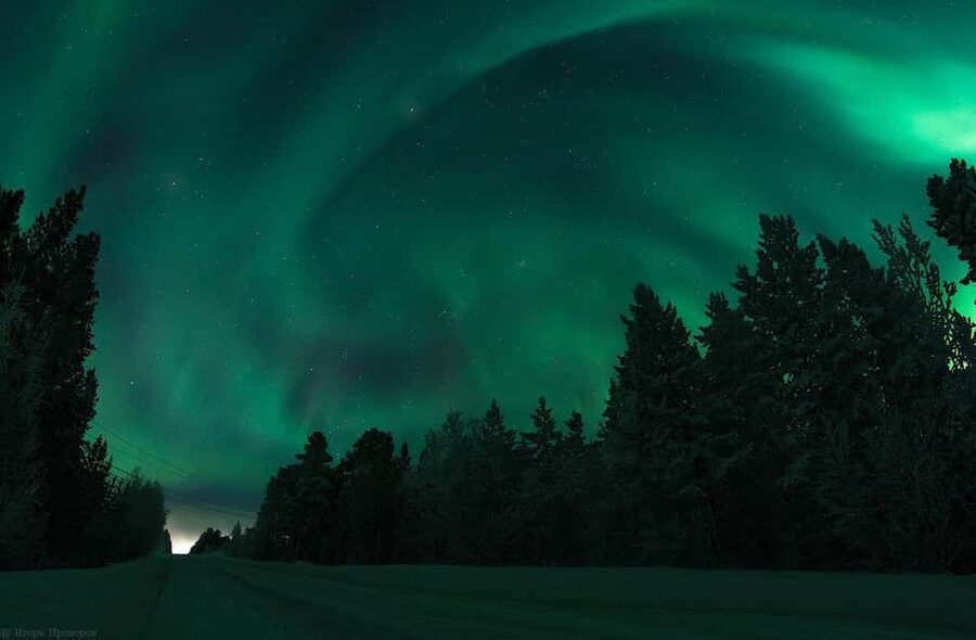Rovaniemi: All-Inclusive Ranua Zoo Excursion & Aurora Dinner - Three Hours Among Arctic Animals at Ranua