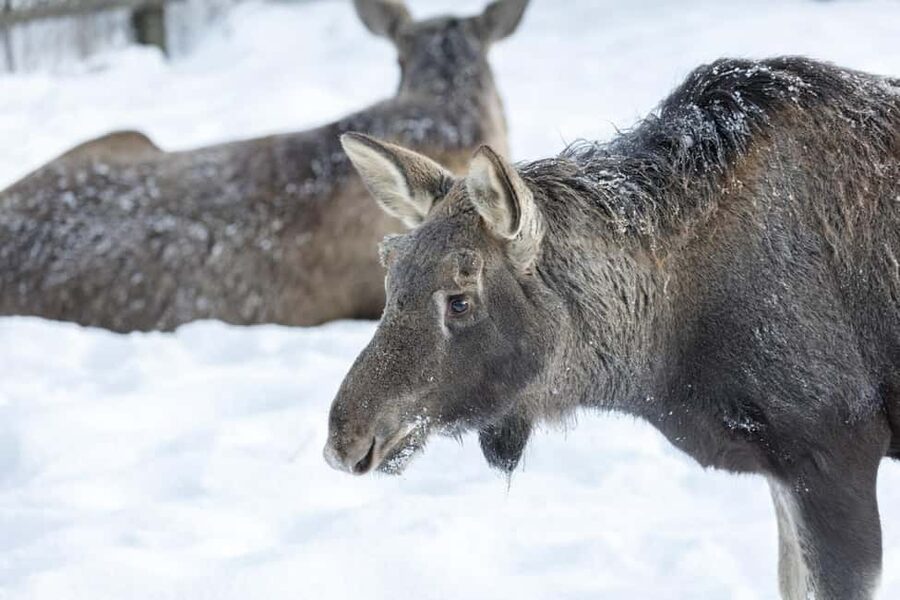 Rovaniemi: All-Inclusive Ranua Zoo Excursion & Aurora Dinner - Buffet Lunch and a Taste of Finland