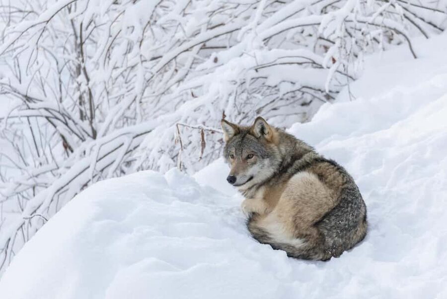 Rovaniemi: All-Inclusive Ranua Zoo Excursion & Aurora Dinner - Fazer Chocolate and the Return to Town