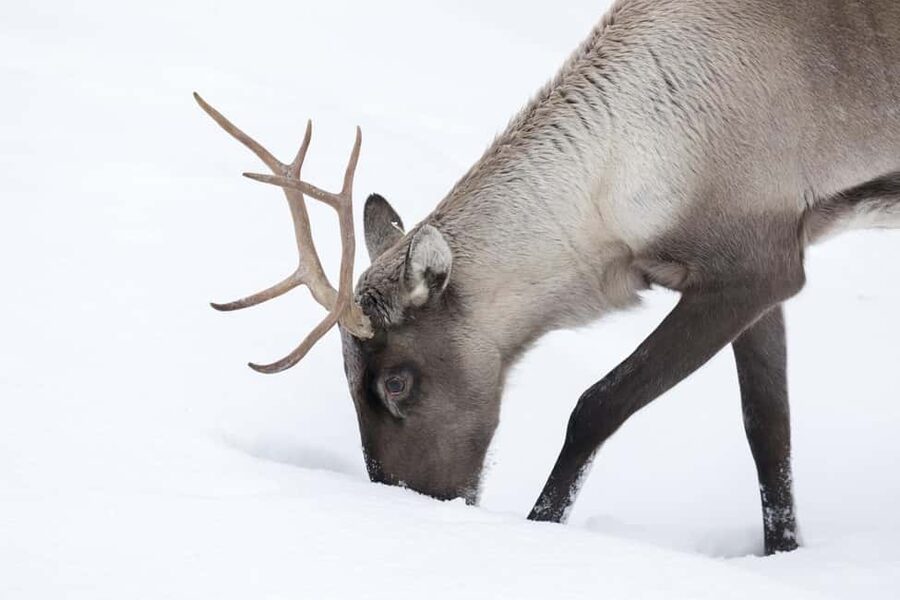 Rovaniemi: All-Inclusive Ranua Zoo Excursion & Aurora Dinner - Three Hours to Rest, Shop, or Reset