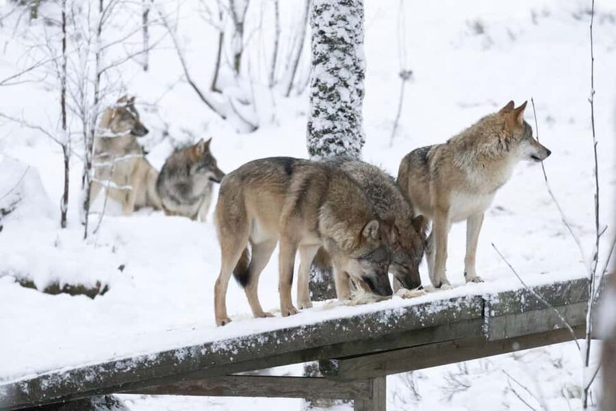 Rovaniemi: All-Inclusive Ranua Zoo Excursion & Aurora Dinner - The Evening Aurora Hunt