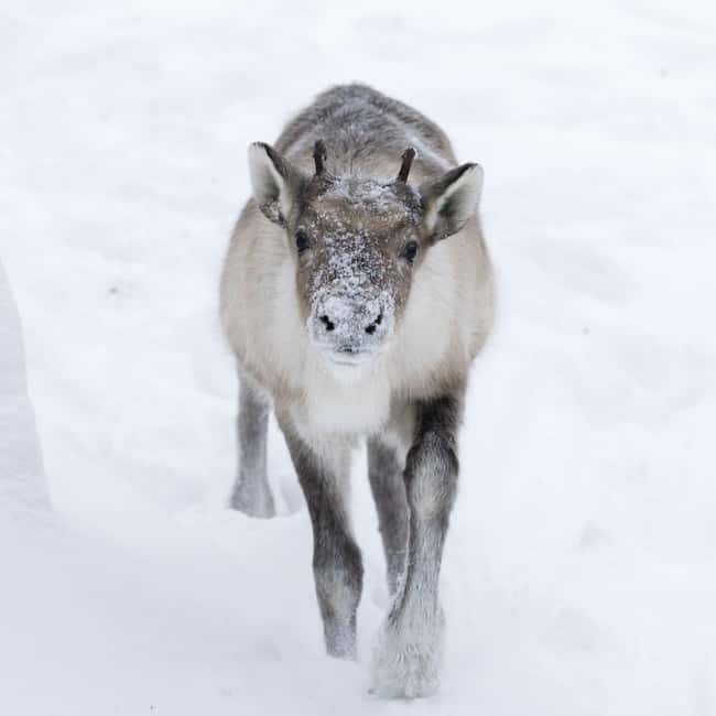 Rovaniemi: All-Inclusive Ranua Zoo Excursion & Aurora Dinner - Transport, Group Size, and Guide Support