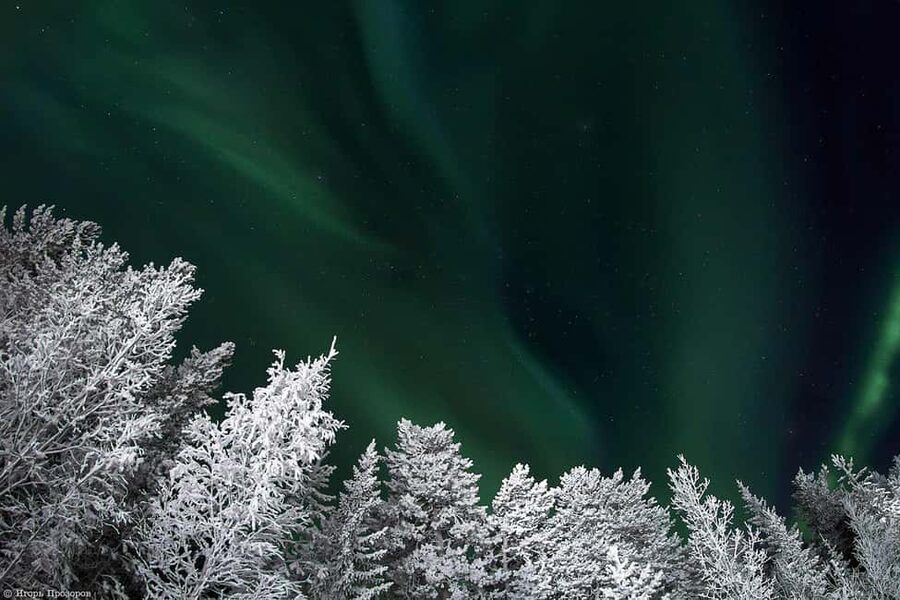 Rovaniemi: All-Inclusive Ranua Zoo Excursion & Aurora Dinner - The 11:00 Departure from Rovaniemi