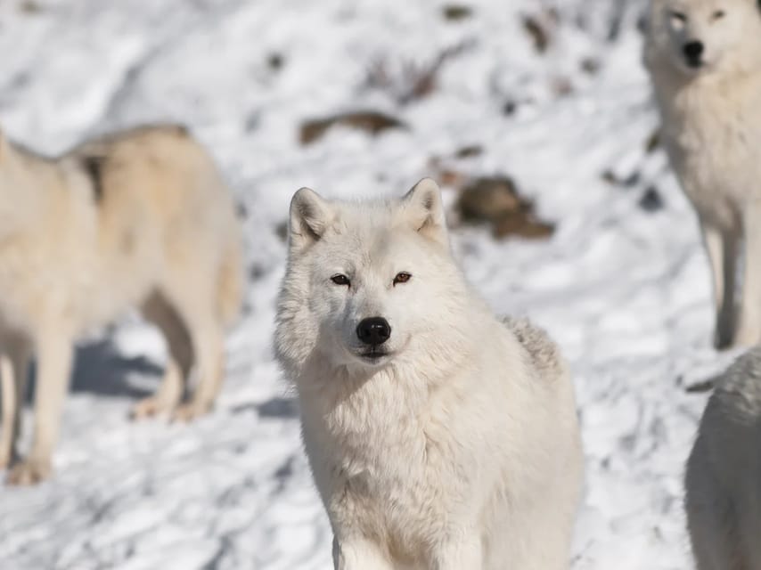 Rovaniemi: Arctic Animals Sleigh Rides and Wildlife Zoo - Key points at a glance