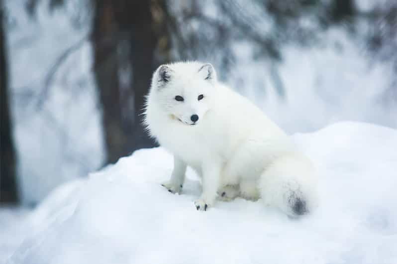 Rovaniemi: Arctic Animals Sleigh Rides and Wildlife Zoo - Who should book this experience?