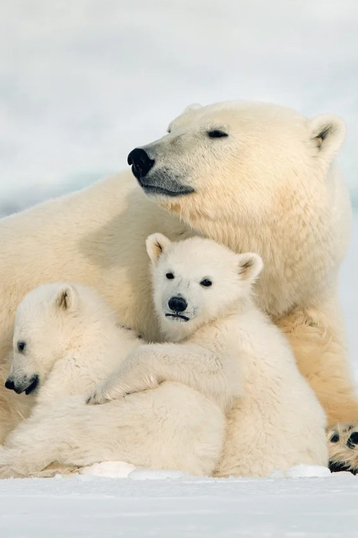 Rovaniemi: Arctic Animals Sleigh Rides and Wildlife Zoo - A quieter ride behind the reindeer