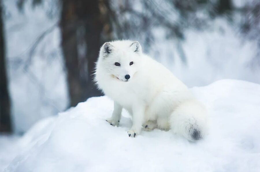 Rovaniemi: Arctic Animals Sleigh Rides and Wildlife Zoo - Exploring Ranua Wildlife Park