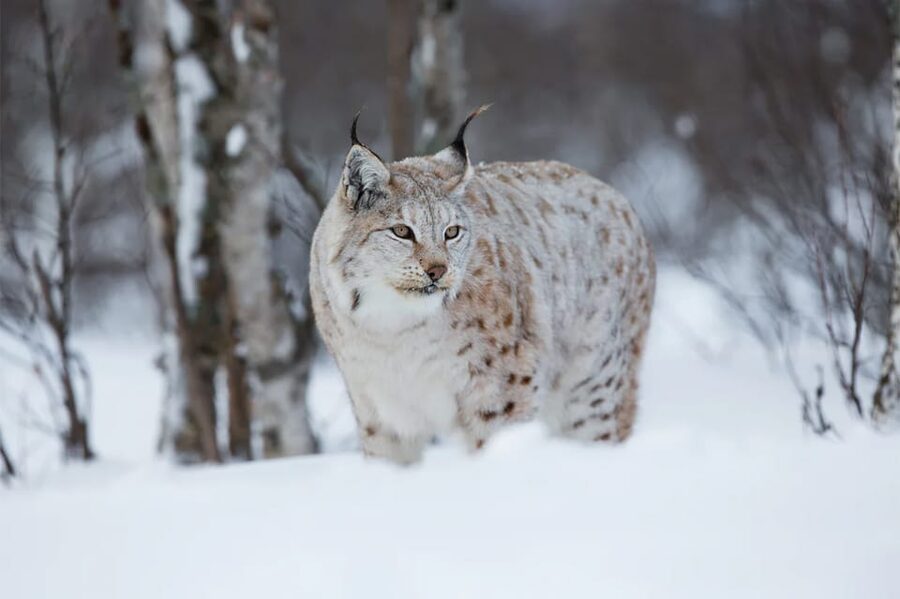 Rovaniemi: Arctic Animals Sleigh Rides and Wildlife Zoo - The Lappish buffet in the forest