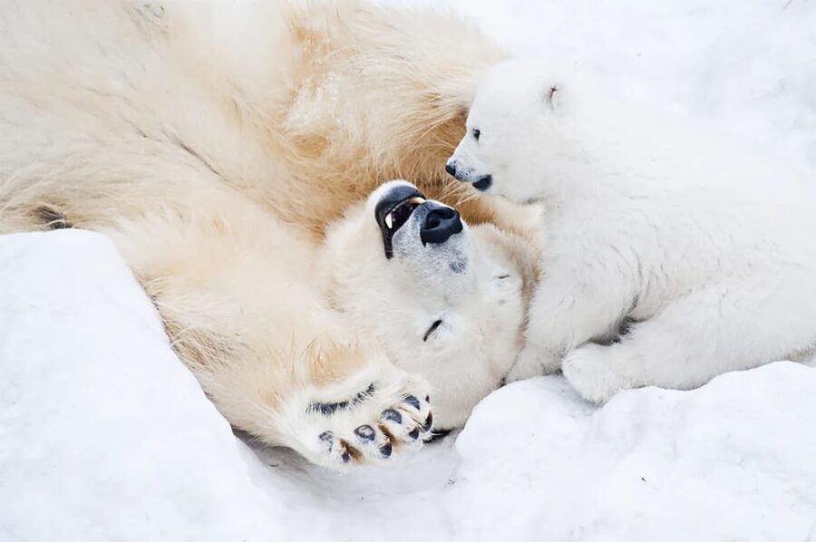 Rovaniemi: Arctic Animals Sleigh Rides and Wildlife Zoo - The guide can shape the whole day