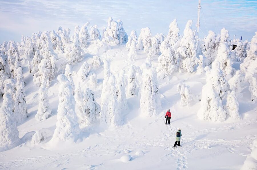 Rovaniemi: Arctic Animals Sleigh Rides and Wildlife Zoo - Timing, pickup, and group requirements