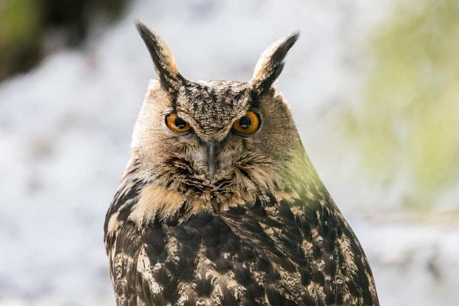 Rovaniemi: Arctic Ranua Zoo Tour - Three hours to explore at your own pace