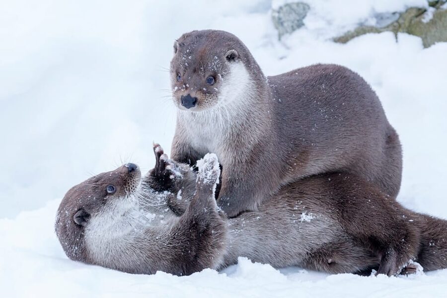 Rovaniemi: Day at Ranua Wildlife Park Arctic Zoo - Key points to know before you book