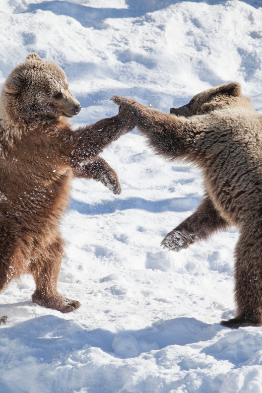 Rovaniemi: Day at Ranua Wildlife Park Arctic Zoo - The one-hour ride from Rovaniemi to Ranua