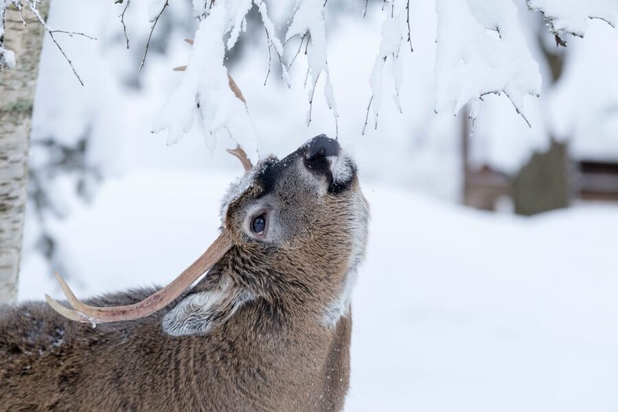 Rovaniemi: Day at Ranua Wildlife Park Arctic Zoo - Why the 5.5-hour schedule matters