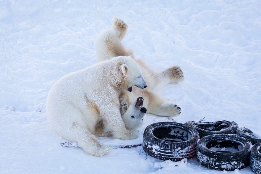 Rovaniemi: Day at Ranua Wildlife Park Arctic Zoo - Buffet lunch after the animal visit
