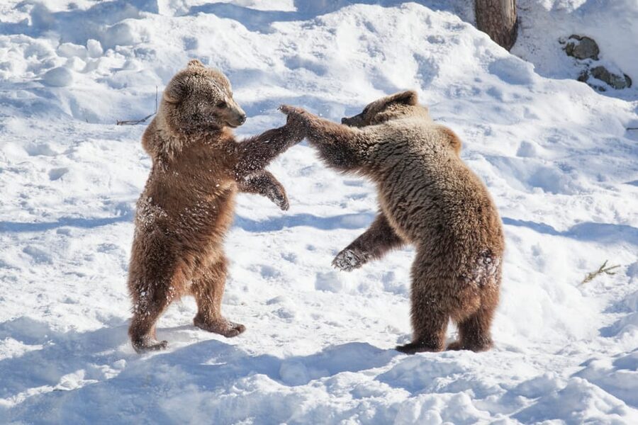 Rovaniemi: Day at Ranua Wildlife Park Arctic Zoo - What the $176 price includes