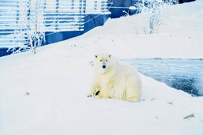 Rovaniemi: Ranua Arctic Wildlife Zoo Park Tour & Hot BBQ lunch - Key points to know before booking