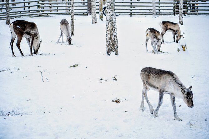Rovaniemi: Ranua Arctic Wildlife Zoo Park Tour & Hot BBQ lunch - Why Ranua is worth the trip from Rovaniemi