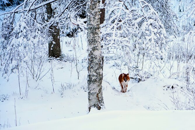 Rovaniemi: Ranua Arctic Wildlife Zoo Park Tour & Hot BBQ lunch - Polar bears, reindeer, and the Arctic animal lineup