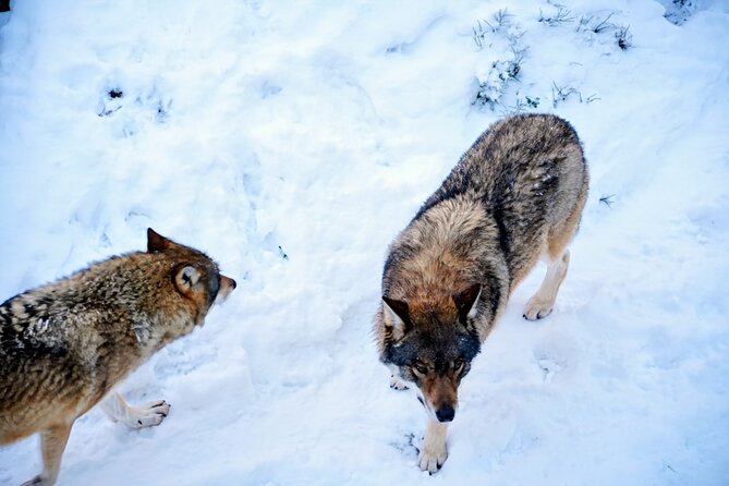 Rovaniemi: Ranua Arctic Wildlife Zoo Park Tour & Hot BBQ lunch - The fire and BBQ lunch