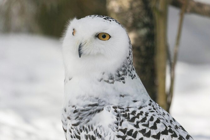 Rovaniemi: Ranua Arctic Wildlife Zoo Park Tour & Hot BBQ lunch - Is the $150.56 price good value?